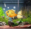 acvariu.gif