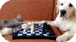 sah.gif