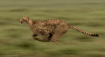 ghepard.gif